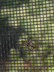 Platycryptus undatus