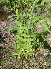 Lactuca biennis