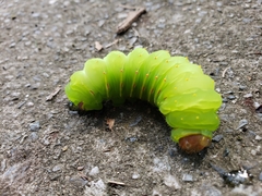 Antheraea polyphemus