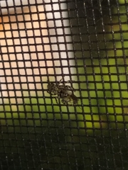 Platycryptus undatus