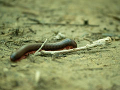 Narceus americanus