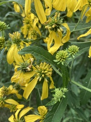 Verbesina alternifolia