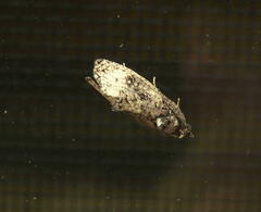 Gymnandrosoma punctidiscanum