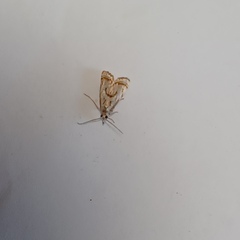 Microcrambus elegans