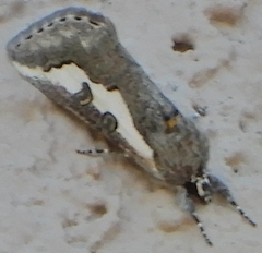 Euscirrhopterus gloveri
