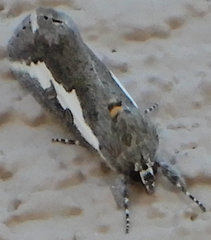 Euscirrhopterus gloveri
