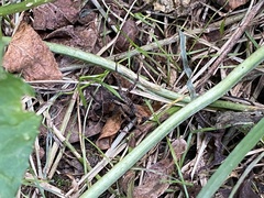 Tigrosa helluo