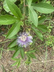 Passiflora incarnata