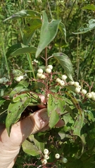 Cornus drummondii