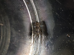 Allonemobius maculatus