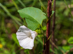 Convolvulus arvensis