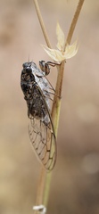 Cicada barbara