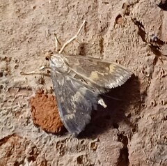 Ostrinia nubilalis