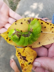 Antheraea polyphemus