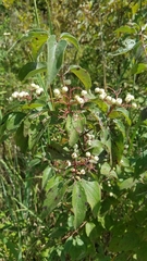 Cornus drummondii