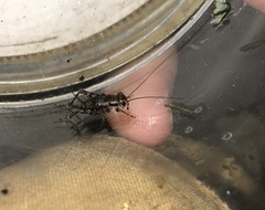 Allonemobius maculatus