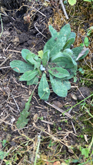 Pilosella officinarum