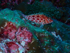 Cirrhitichthys oxycephalus