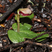 Corybas rotundifolius - Photo (c) Bill Campbell, some rights reserved (CC BY-NC)