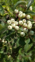 Cornus drummondii
