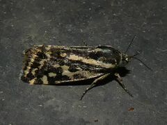 Acontia trabealis