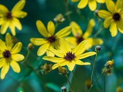Coreopsis tripteris