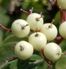 Cornus drummondii