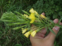 Oenothera