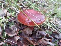 Suillus clintonianus