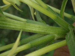 Oenothera