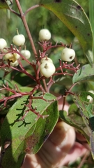 Cornus drummondii