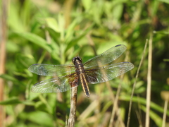 Libellula luctuosa