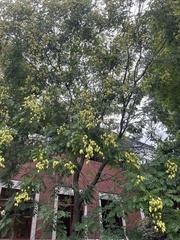 Laburnum anagyroides