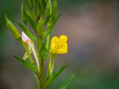 Oenothera parviflora