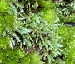 Bryum argenteum
