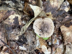 Amanita fulva