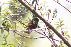 Saucerottia beryllina