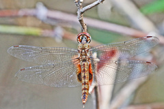 Pantala hymenaea