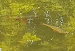 Scardinius erythrophthalmus