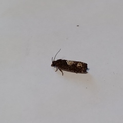 Eucosma parmatana