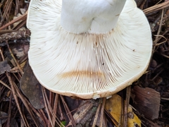 Russula compacta