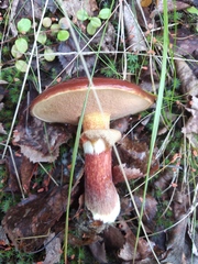 Suillus clintonianus