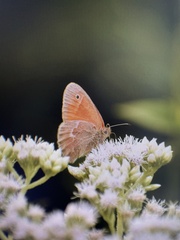 Coenonympha california