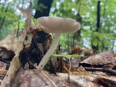 Amanita fulva