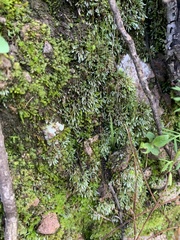Bryum argenteum
