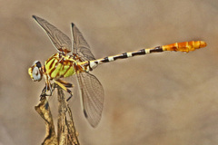 Erpetogomphus designatus