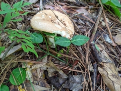 Russula compacta