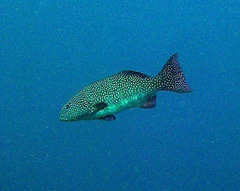 Plectropomus pessuliferus