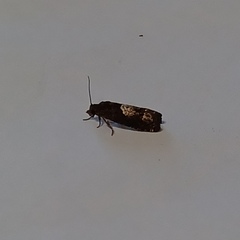 Eucosma parmatana