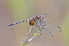 Dythemis fugax